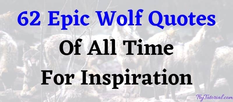 Best Wolf Quotes Of All Time
