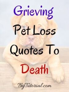 100+ Heartbreaking Dog Death Quotes | Short Message | Goodbye | RIP ...