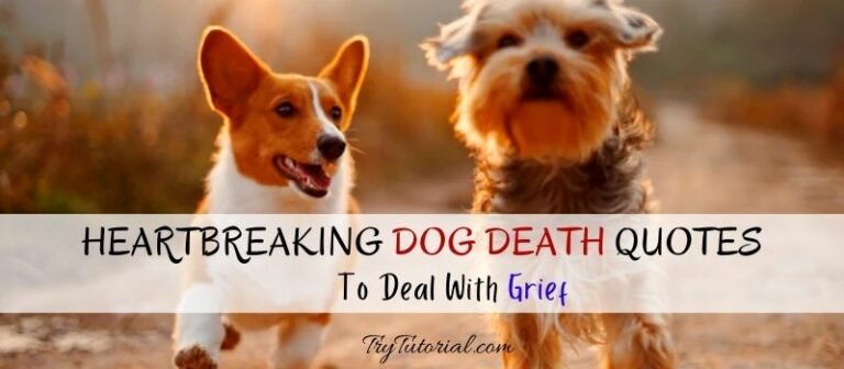 100-heartbreaking-dog-death-quotes-short-message-goodbye-rip