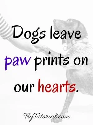 100+ Heartbreaking Dog Death Quotes 